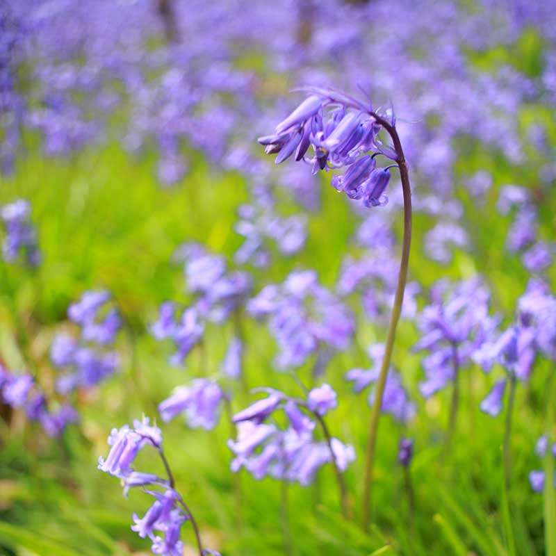A bluebell blowing in the woodland breeze