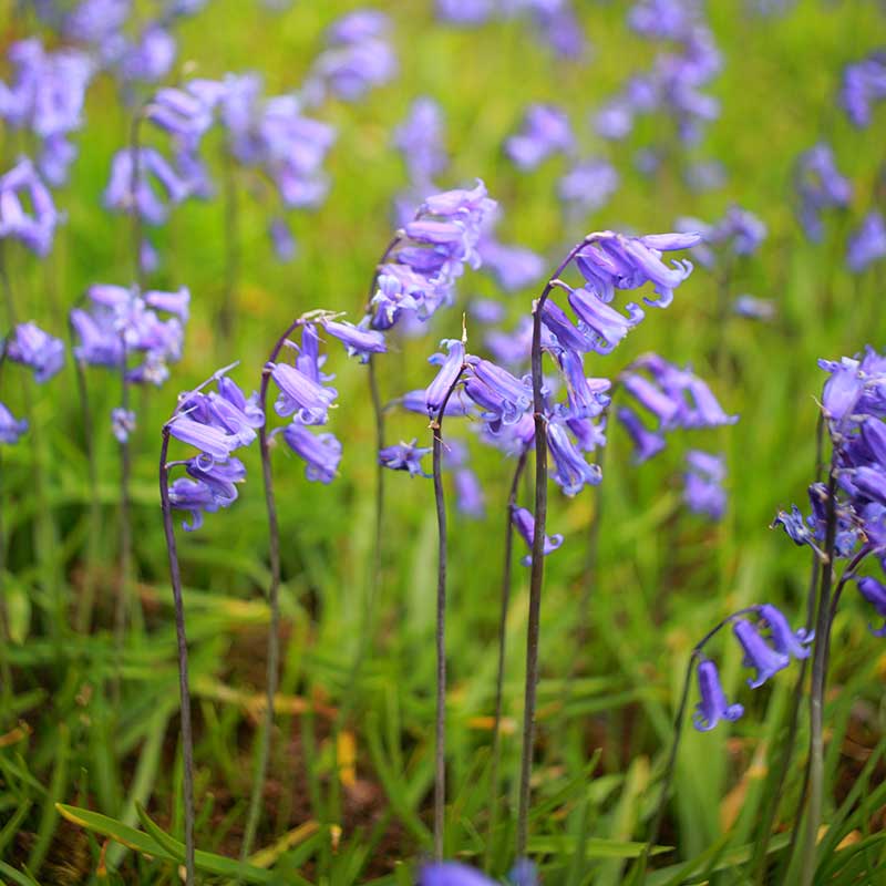 Bluebell bulbs mature in four years